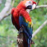 Parrot Expert