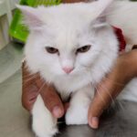 Cat expert