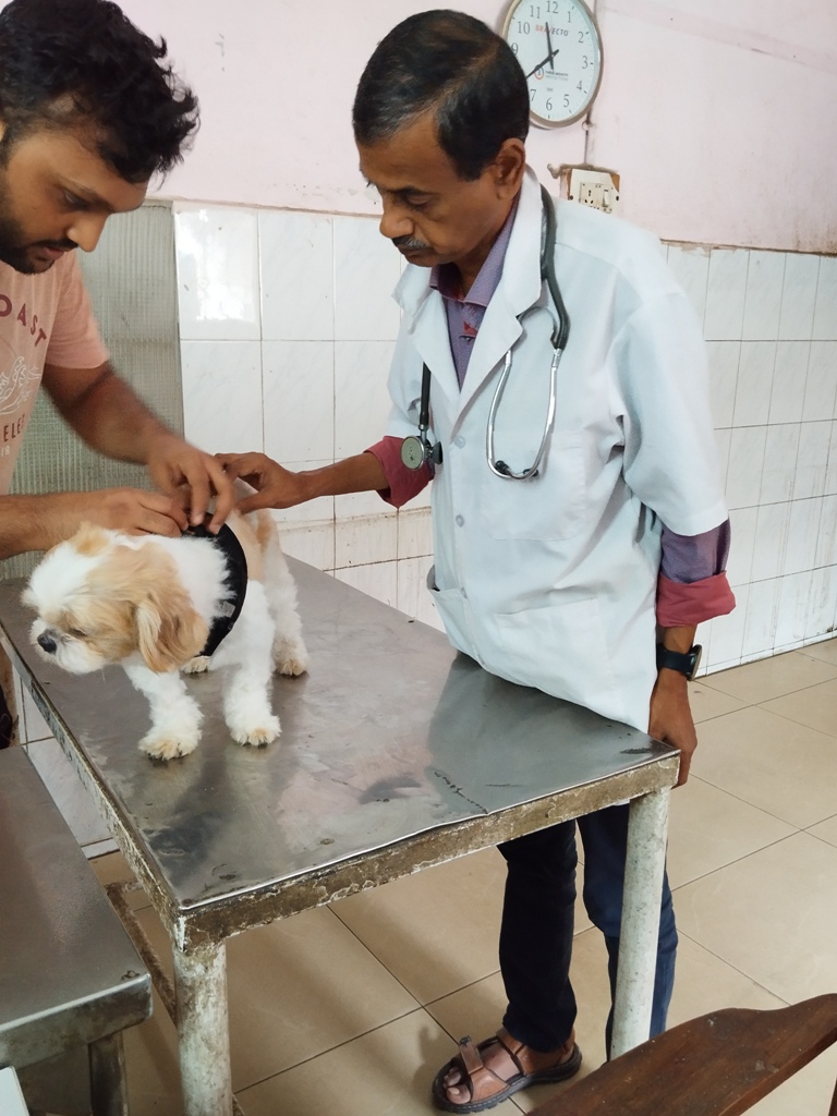examination of Shih tzu
