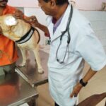 Examination Ear Infection