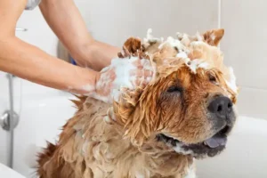 Bathing