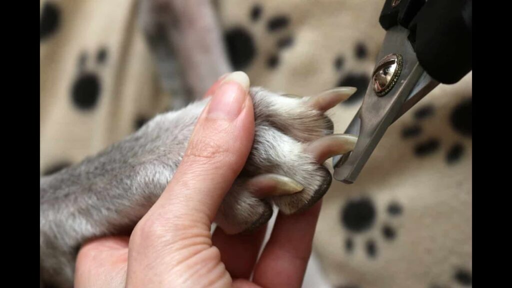 Nail cutting