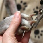 Nail cutting