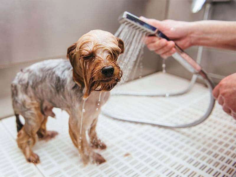 Bathing