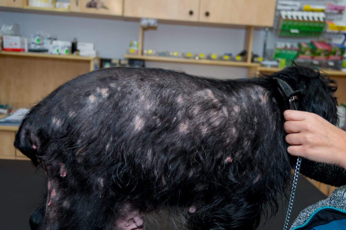 dermatitis-Skin infection in dogs