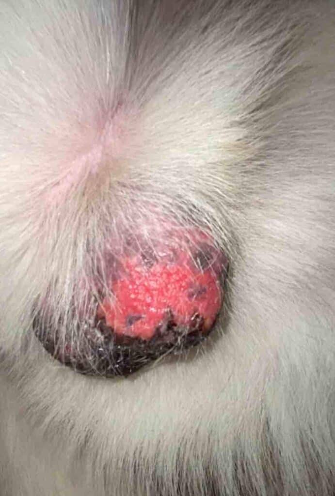 Scrotal pyoderma infection in dogs