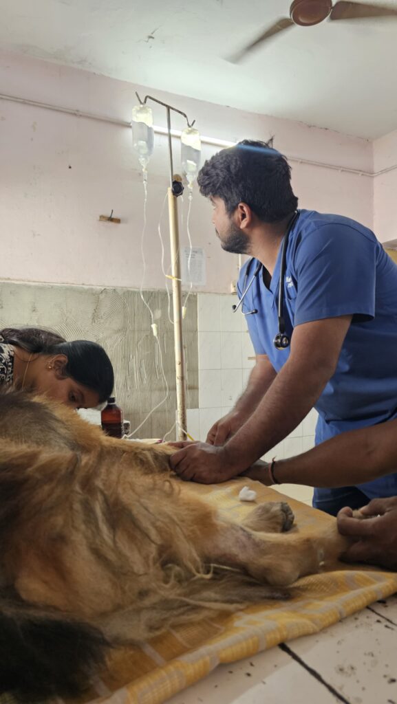 Intravenous Injection In Dog