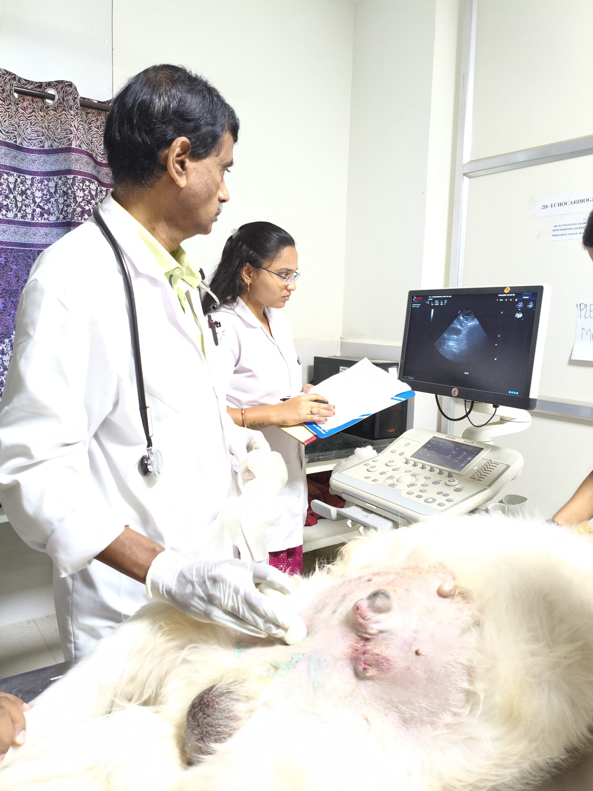 Dog Ultrasound